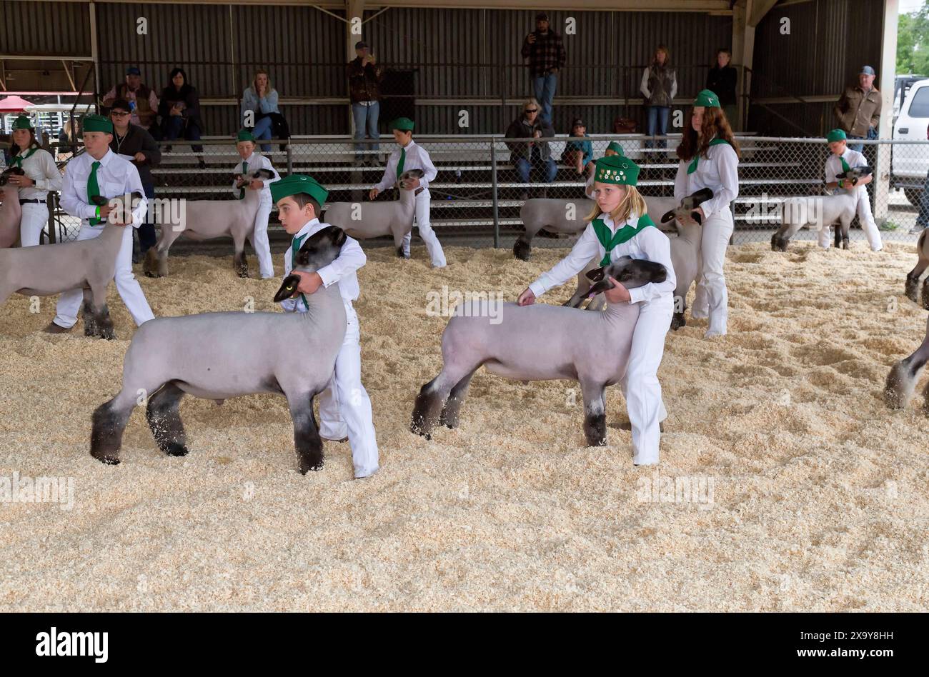 Les concurrents des 4 H sont en compétition avec les moutons du marché, Ovis aries, foire du comté de Tehama, Red Bluff, Californie. Banque D'Images