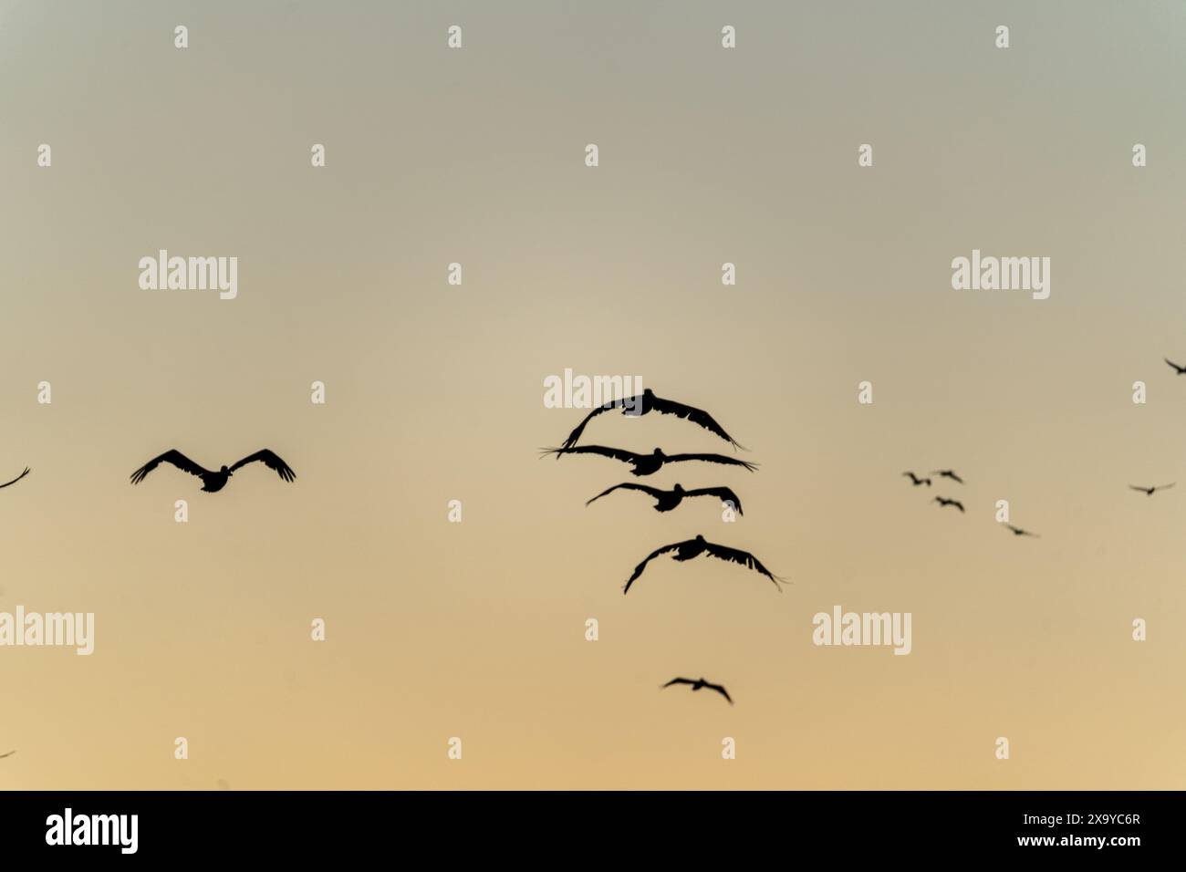 Les pélicans planent au coucher du soleil sur San Francisco, CA, USA Banque D'Images