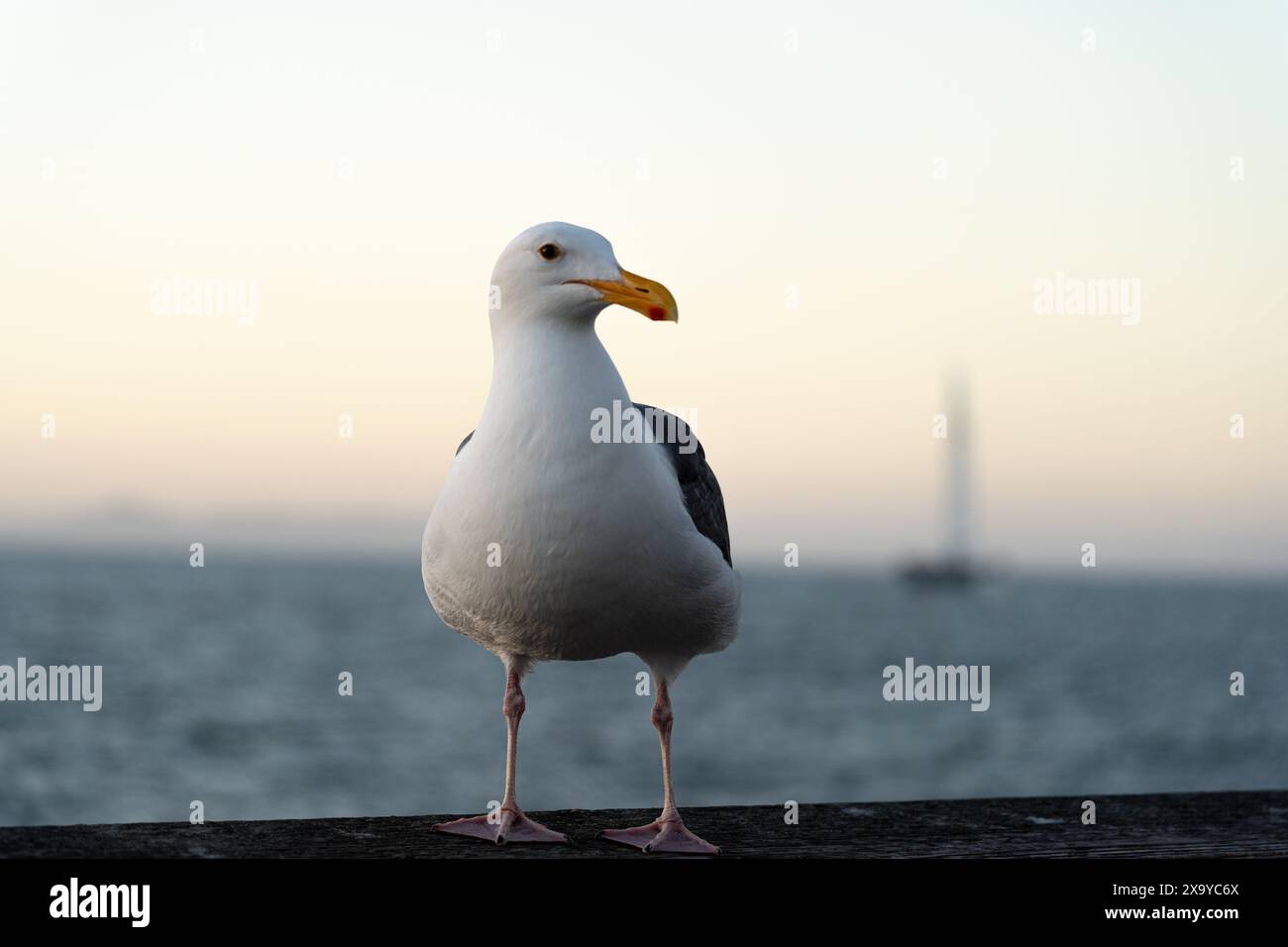 Une mouette au coucher du soleil à San Francisco, Californie, USA Banque D'Images
