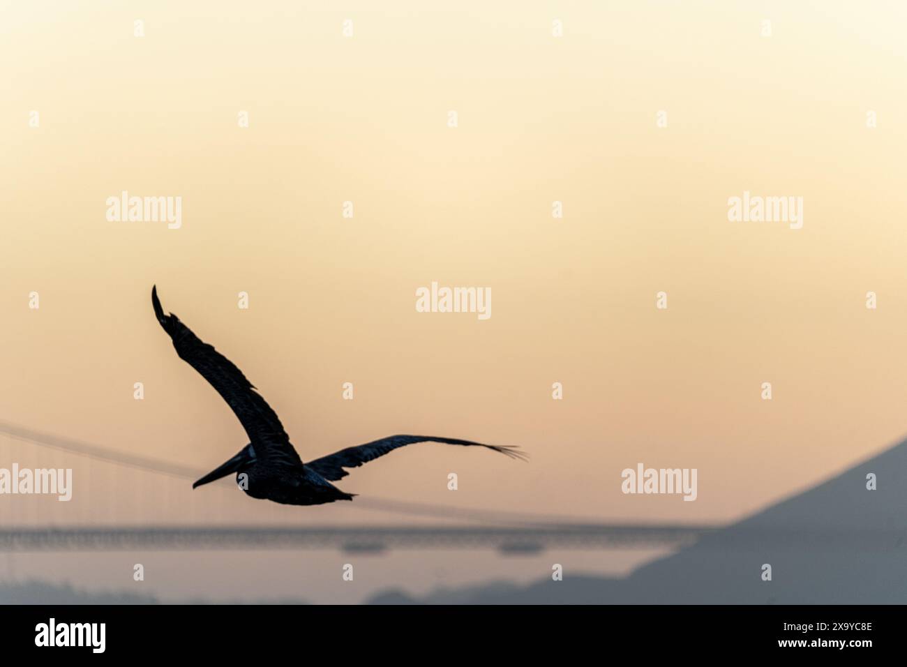 Un pélican planant au coucher du soleil au-dessus de San Francisco, CA, USA Banque D'Images