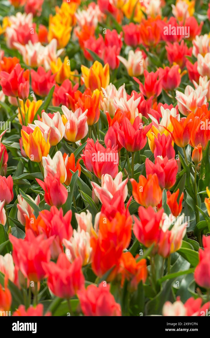 Un gros plan de nombreuses fleurs de tulipes éclatantes en fleurs Banque D'Images