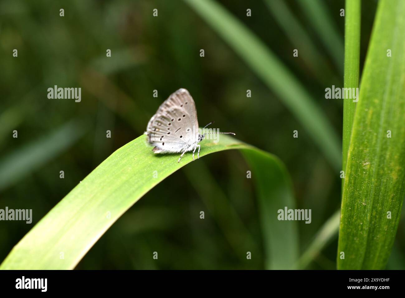 Un papillon de couleur claire avec de petits points sur ses ailes, c'est un bleuet nain. Banque D'Images