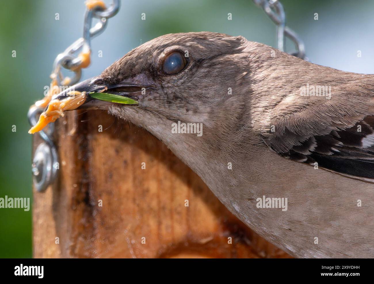 Un Mockingbird du Nord trouve une noisette de beurre d'arachide Banque D'Images