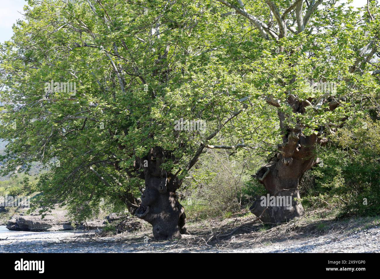 Platane, Orientalische Platane, Morgenländische Platane, Platanus orientalis, Chenar, plan oriental, Plan, Plan-arbre oriental, Plan-arbre, Vieux-monde Banque D'Images