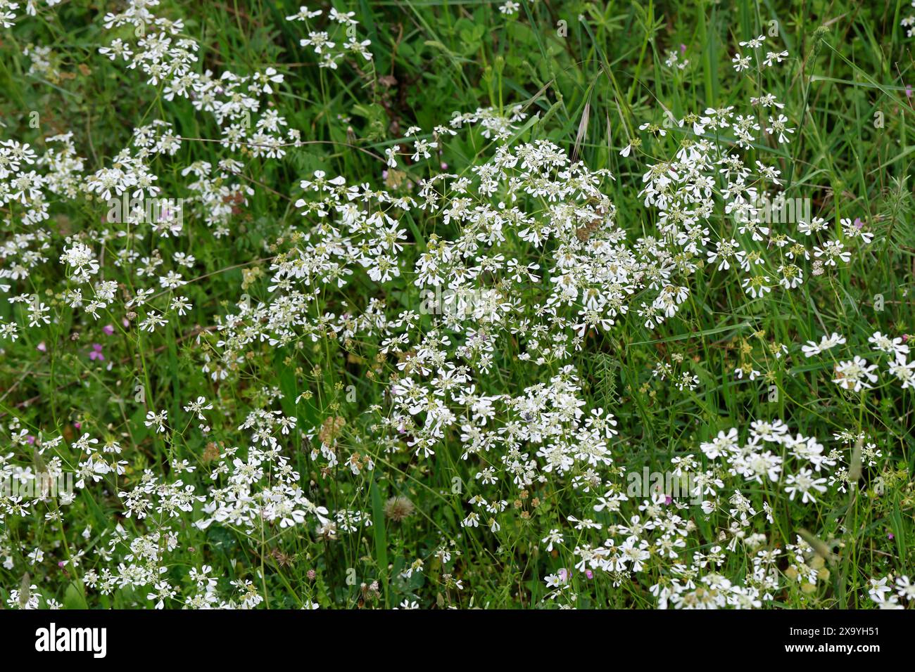 Apulischer Zirmet, Tordylium apulum, Condylocarpus humilis, Mediterranean Hartwort, le Tordyle des pouilles Banque D'Images