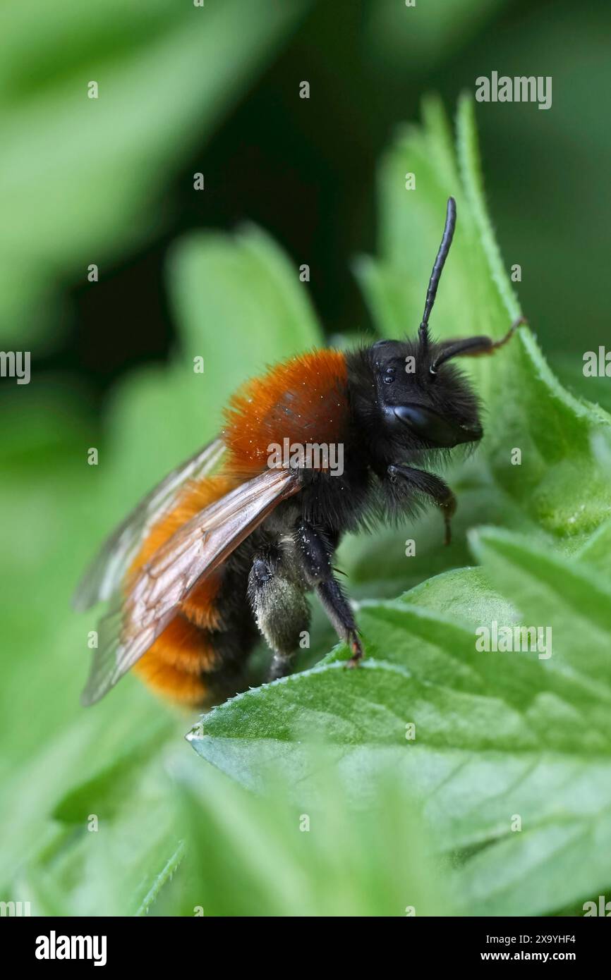 Un plan macro vertical d'une abeille minière femelle Tawny sur une surface de feuille verte Banque D'Images