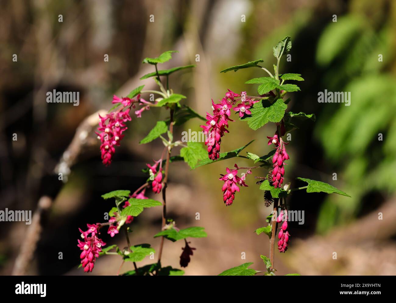 Gros plan de fleurs en fleurs sur une plante extérieure délicate Banque D'Images Gros plan de fleurs en fleurs sur une plante extérieure délicate Banque D'Images