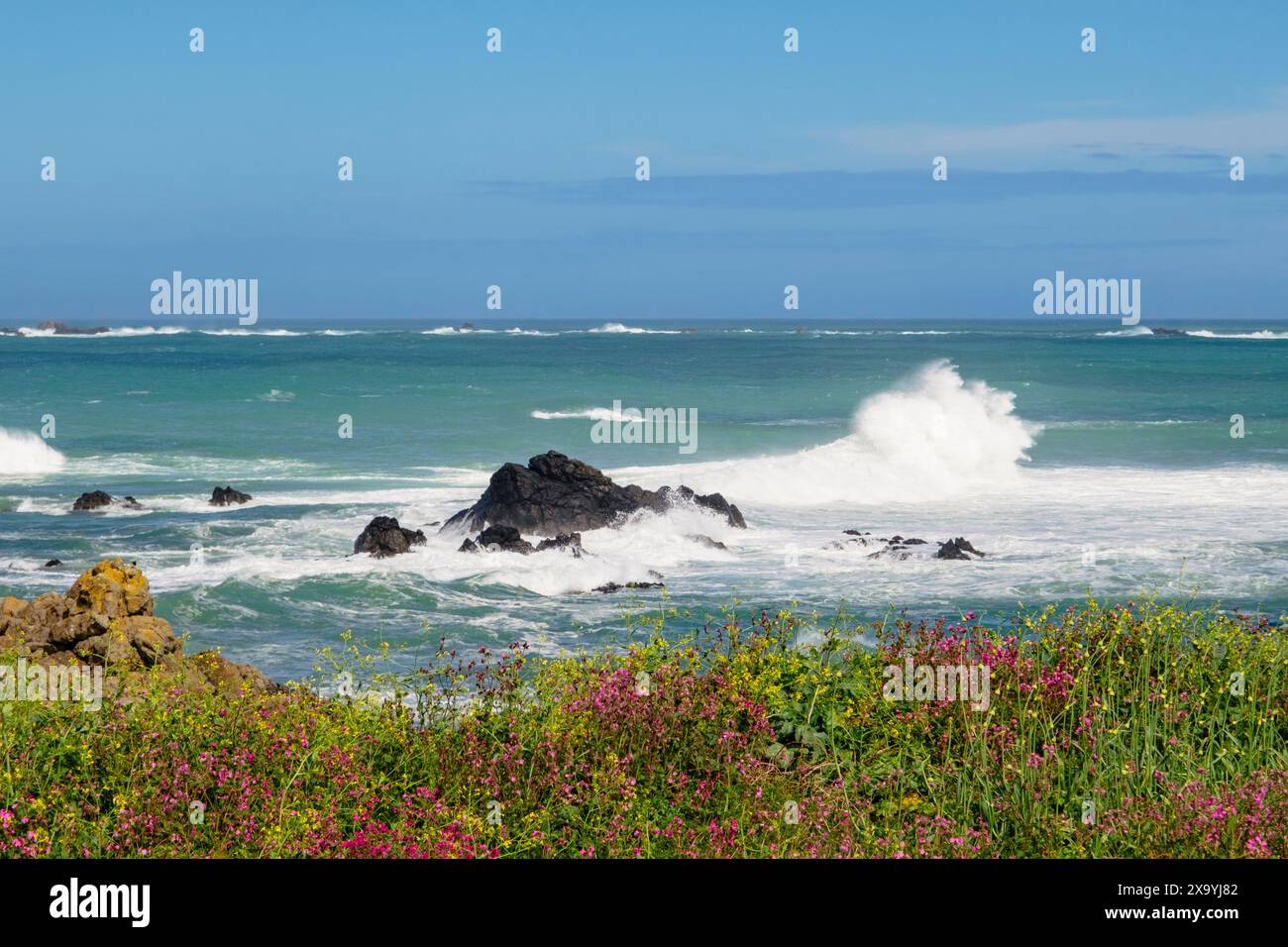 Mer agitée et fleurs sauvages côtières de Pleinmont sur la côte ouest. Torteval, Guernesey, Îles Anglo-Normandes, Royaume-Uni, Grande-Bretagne Banque D'Images