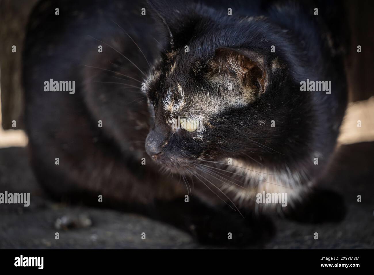 Un chat noir, arborant un œil vert vif, perche au sommet d'une surface en bois, son regard fixé intentionnellement sur un point lointain. Banque D'Images