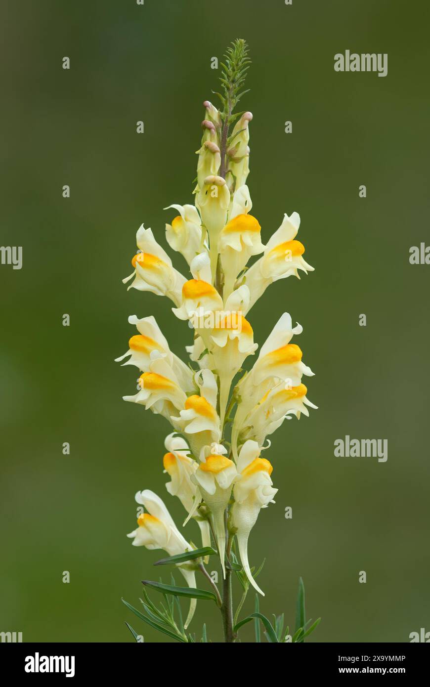 toadflax jaune commun, Linaria vulgaris ou fleur de beurre et d'oeufs, gros plan. Isolé sur fond vert. Plante de prairie, herbe. Trencin, Slovaquie Banque D'Images