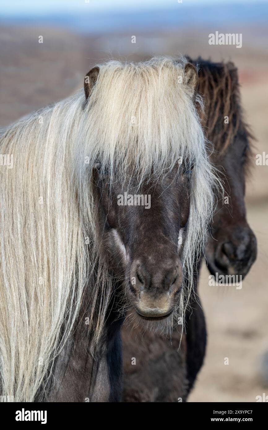 Islande. Chevaux islandais. Une des races de chevaux les plus pures au monde. Gris foncé avec crinière de lin. Banque D'Images
