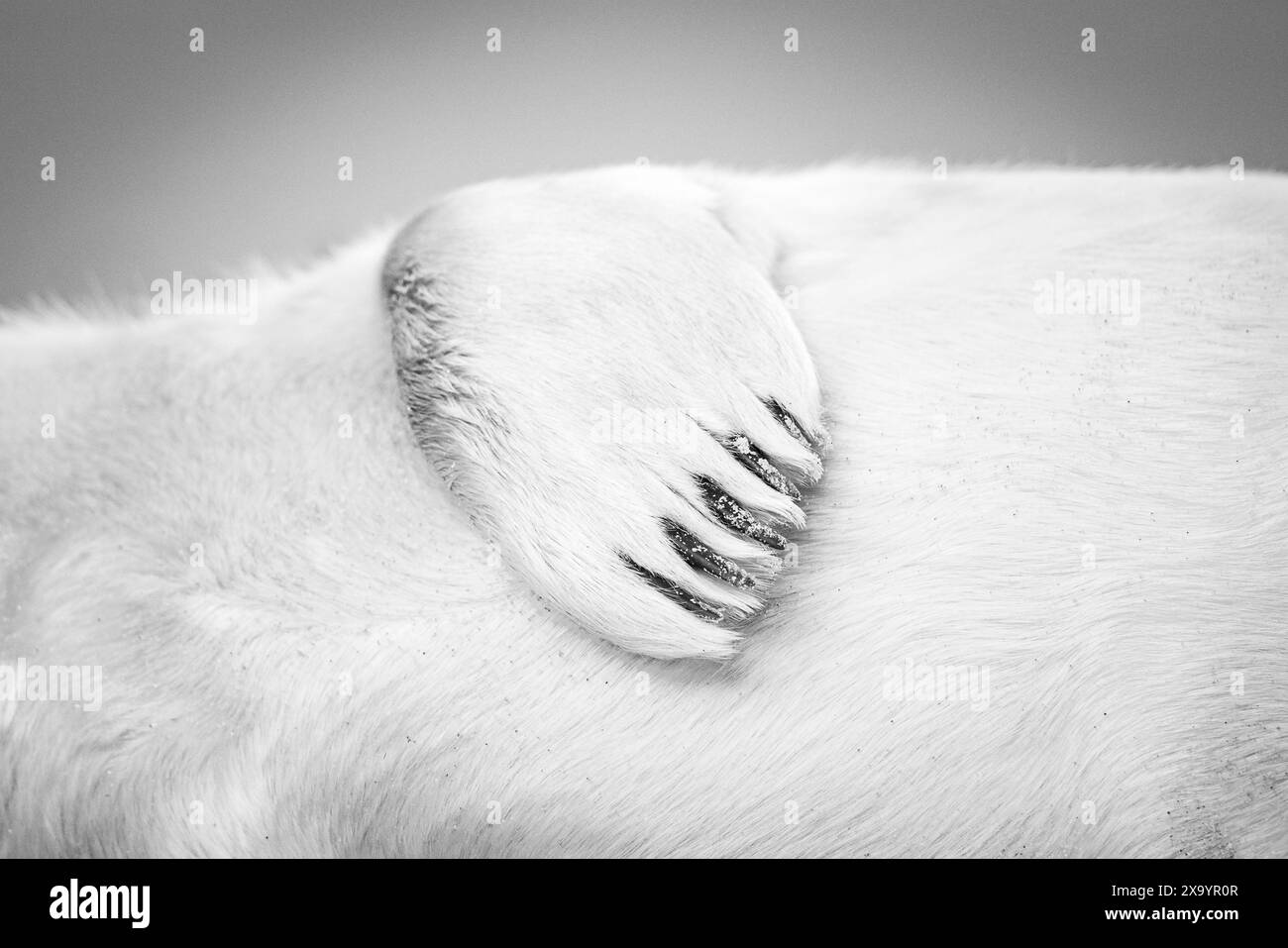 Gros plan d'une palme Grey Seal Pups Banque D'Images