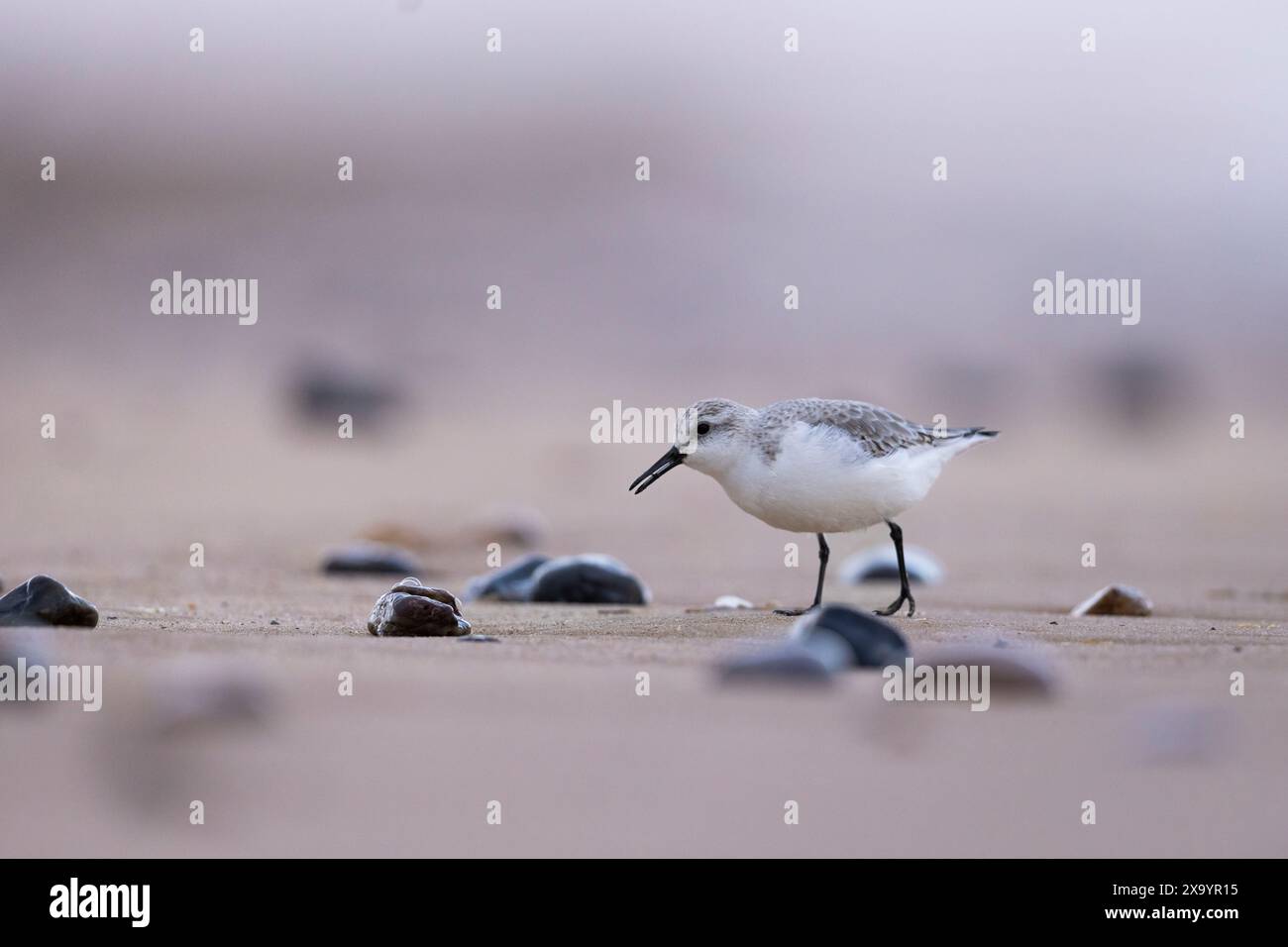 Un Sanderling à la recherche de nourriture sur la plage de Norfolk, Royaume-Uni Banque D'Images