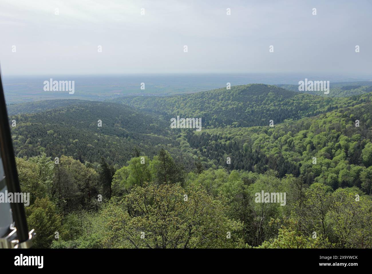 Vue sur la forêt du Palatinat près de Bad Bergzabern Banque D'Images
