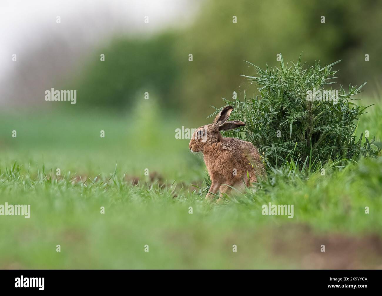 Un lièvre brun ( Lepus europaeus) assis joyeusement à côté d'un énorme chardon sur le bord d'une culture arable fermière. Suffolk , Royaume-Uni Banque D'Images