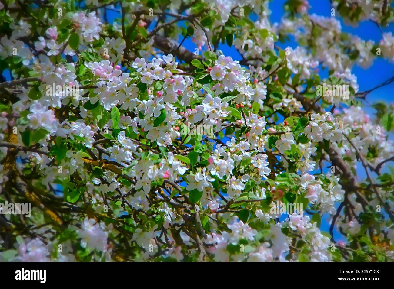 Quelques fleurs blanches sur un arbre contre un ciel bleu Banque D'Images