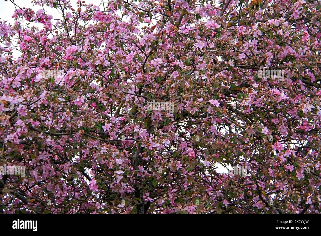 Arbre de floraison violet en pleine floraison sur un coin de rue Banque D'Images