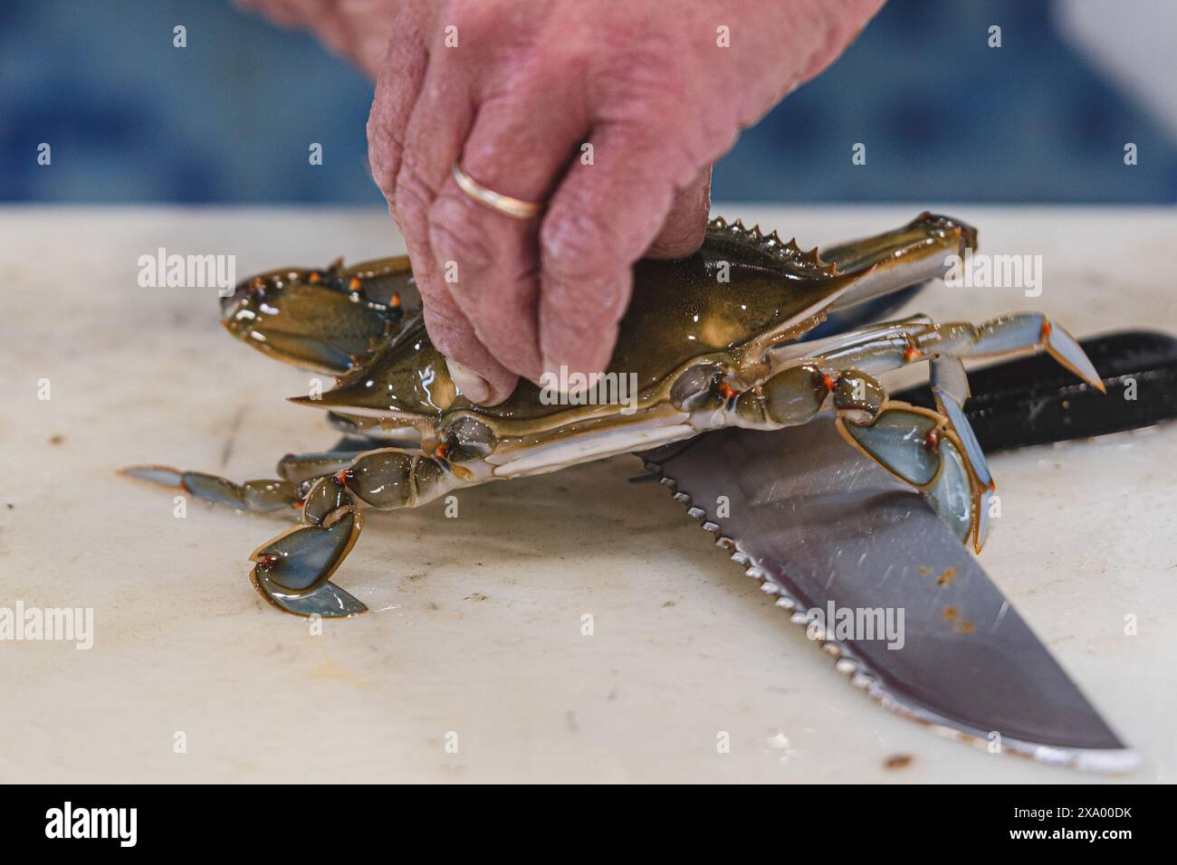 Callinectes sapidus, crabe bleu, espèce envahissante de crabe originaire des eaux de l'océan Atlantique occidental et du golfe du Mexique dans une poissonnerie Banque D'Images