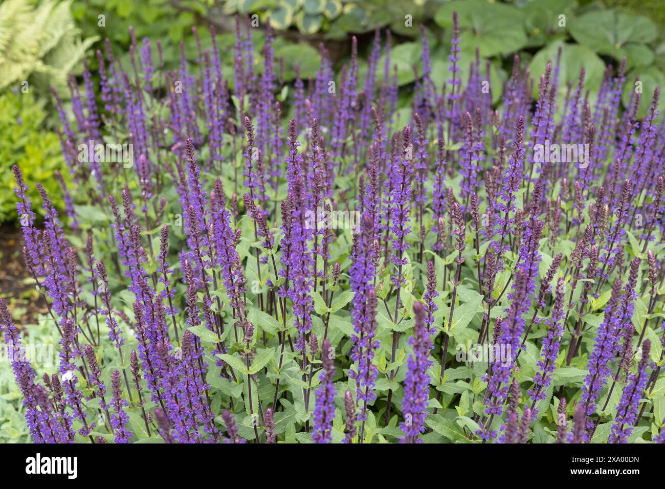 Salvia nemorosa 'Caradonna' fleurs de sauge de prairie. Banque D'Images