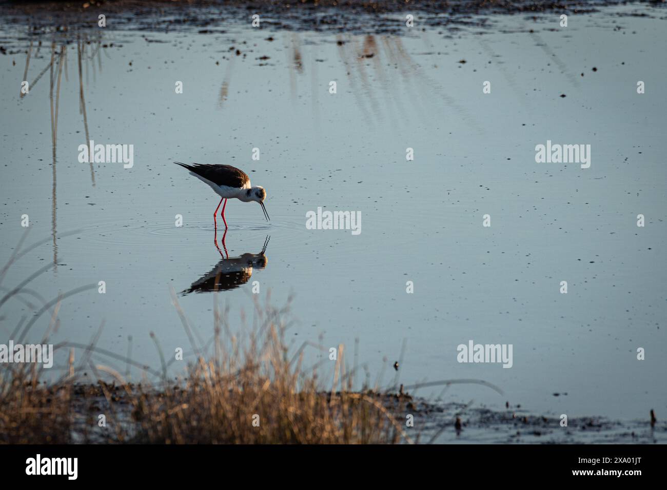 Une scène tranquille se déroule alors qu'un échaudage aux ailes noires se nourrit délicatement des eaux sereines d'un lagon, son reflet reflétant dans la surface calme, captu Banque D'Images