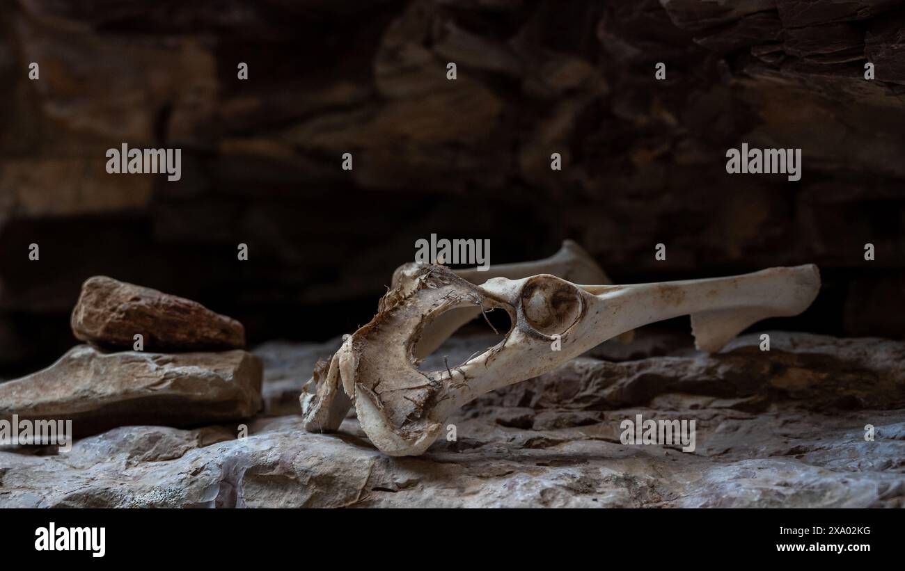 Au sommet d'un tas de rochers repose un crâne, racontant silencieusement une histoire des jours passés. Autour de lui se trouvent des objets dispersés comme le bois, les brindilles et les os, qui fusionnent Banque D'Images