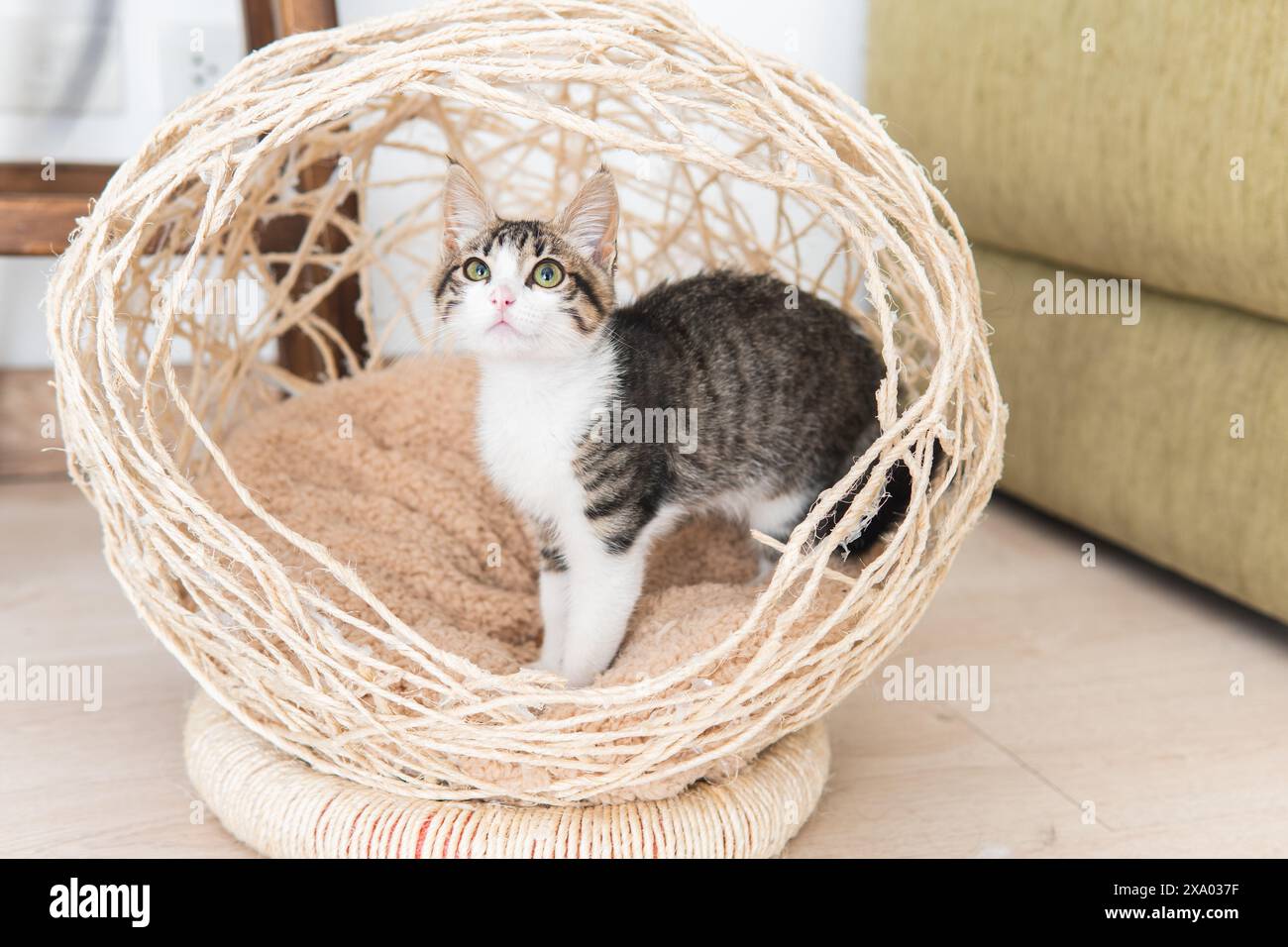 Chat chiot sur un lit dans un appartement. Animal félin dans votre maison Banque D'Images
