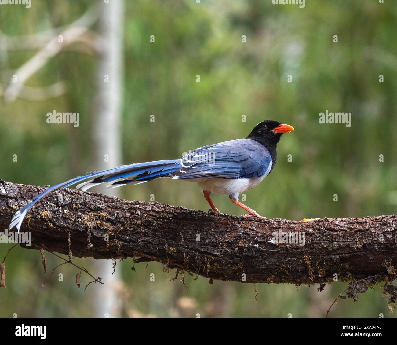 Oiseau magpie bleu à bec rouge perché sur une branche Banque D'Images