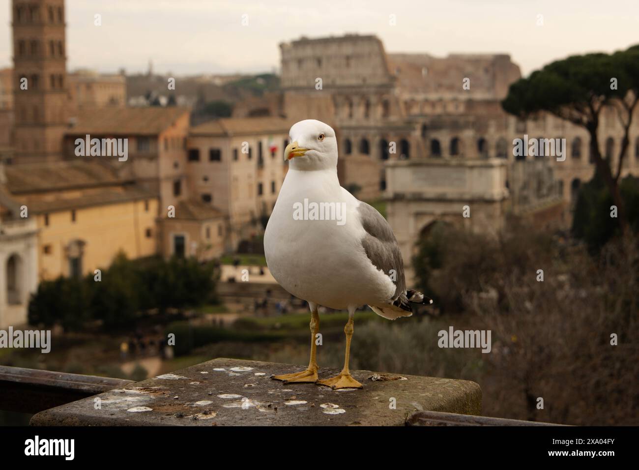Une mouette devant le Colisée. Banque D'Images