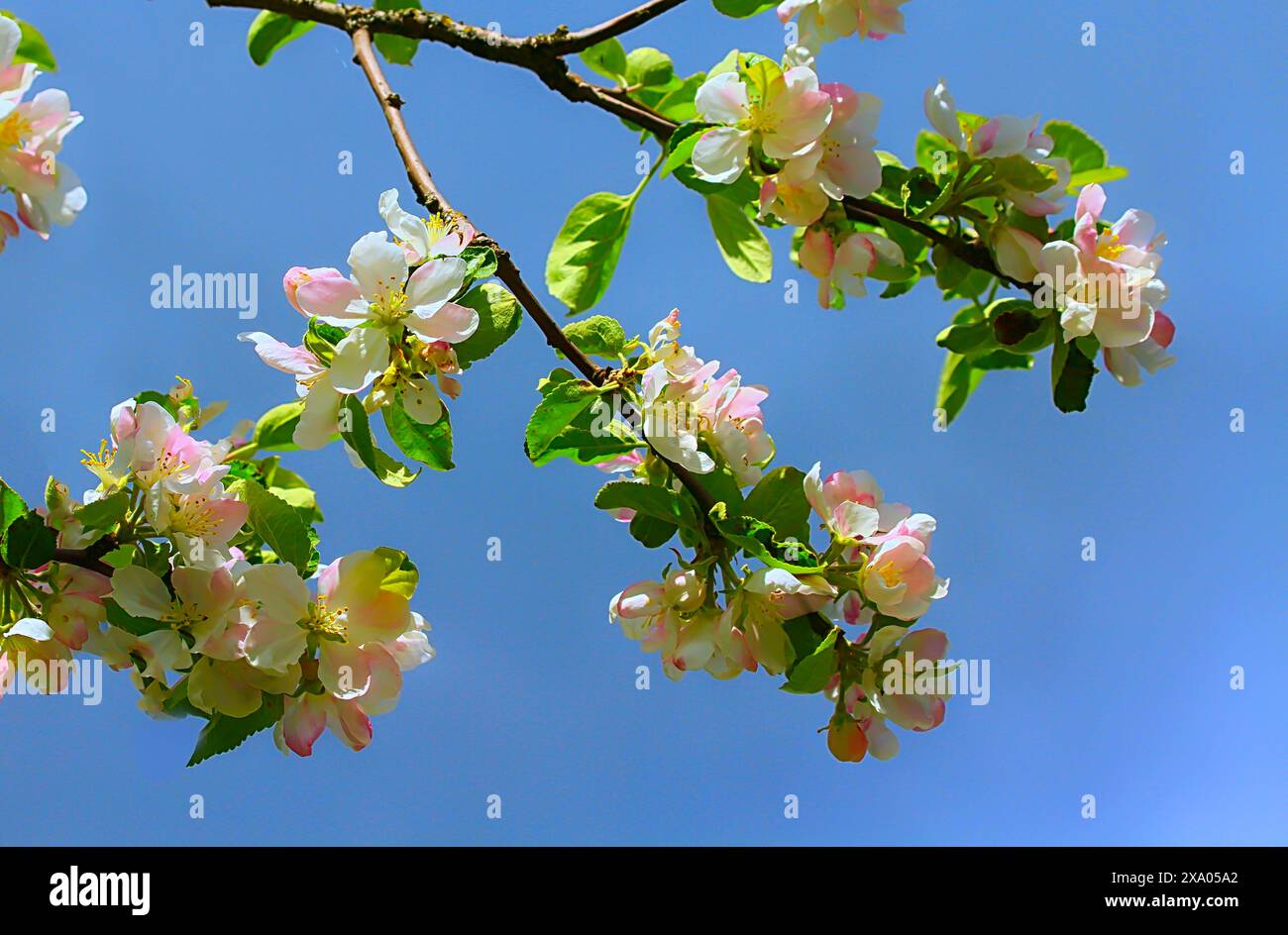 Gros plan des branches de pommier en fleurs au printemps Banque D'Images