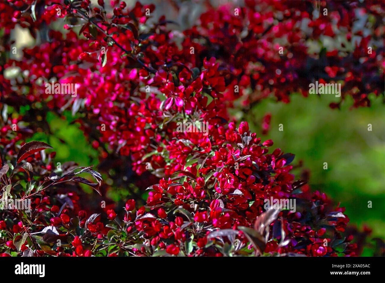 Bush avec des feuilles rouges, vertes et violettes illuminées par la lumière du soleil Banque D'Images