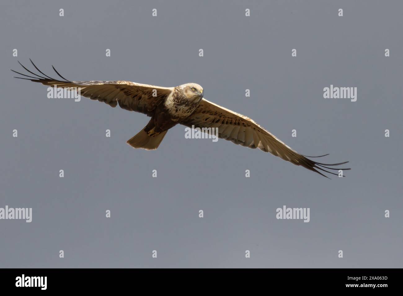 Un oiseau Marsh Harrier planant avec des ailes déployées dans un ciel nuageux bleu Banque D'Images