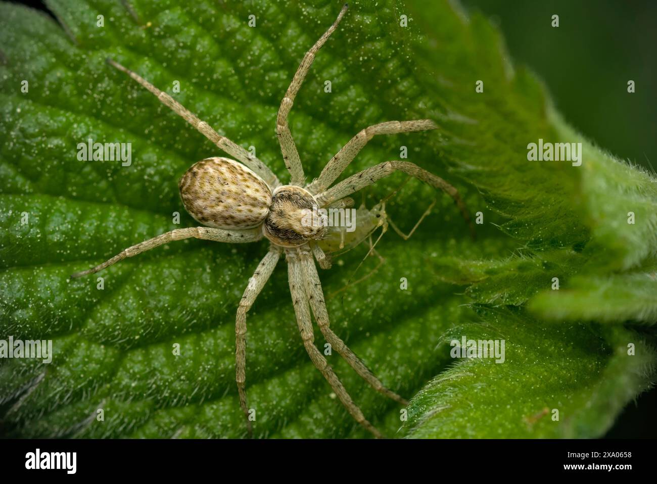 Gros plan d'une araignée sur une feuille d'ortie avec un puceron capturé comme proie, macrophotographie, biologie, nature Banque D'Images