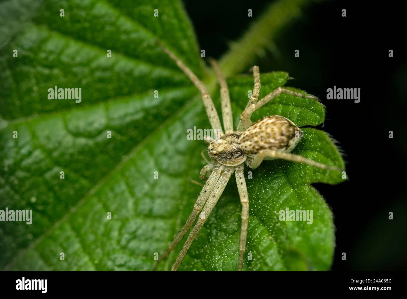 Gros plan d'une araignée sur une feuille d'ortie avec un puceron capturé comme proie, macrophotographie, biologie, nature Banque D'Images