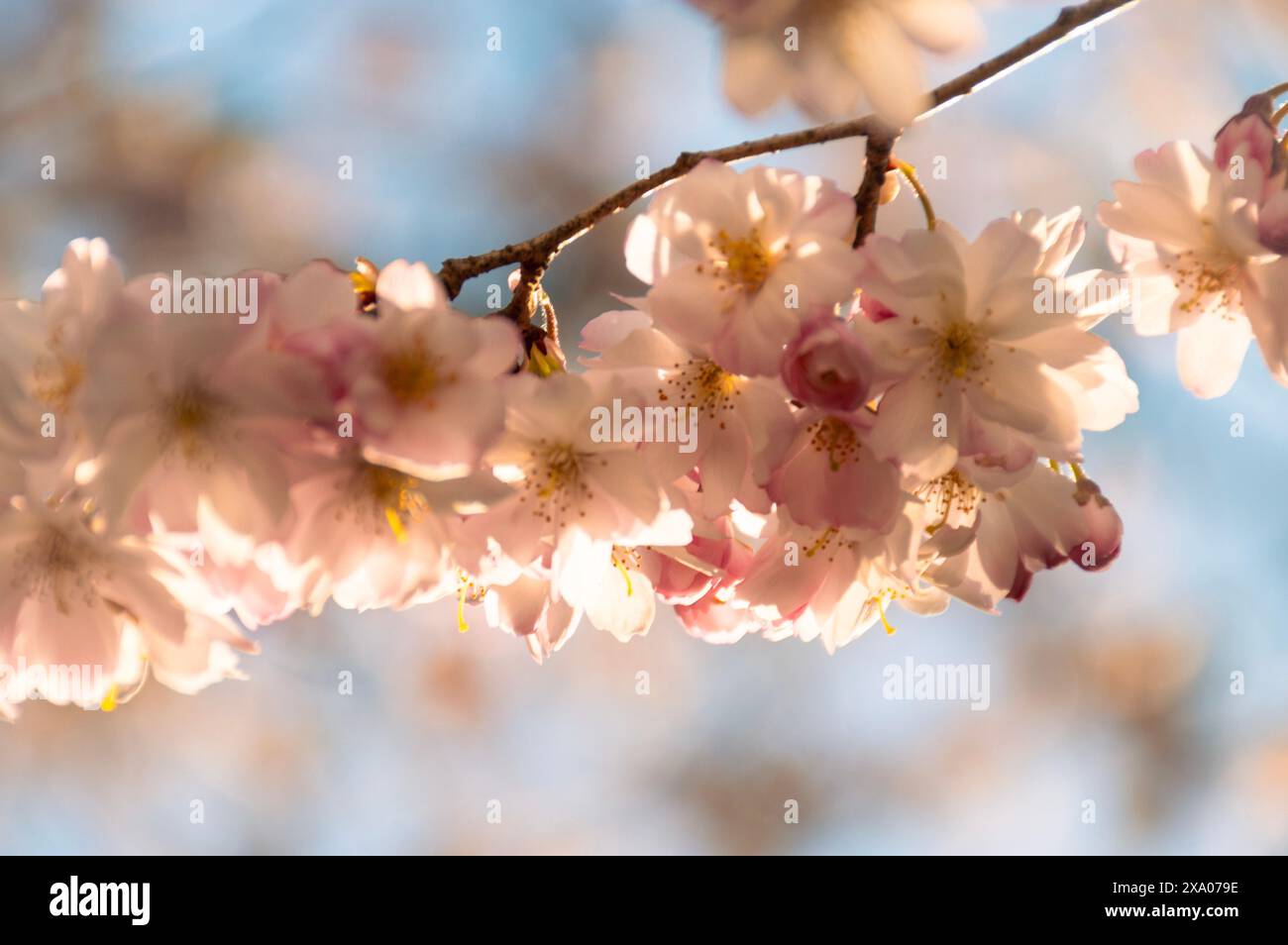 Photo sélective d'une branche avec fleurs de cerisier en fleurs Banque D'Images