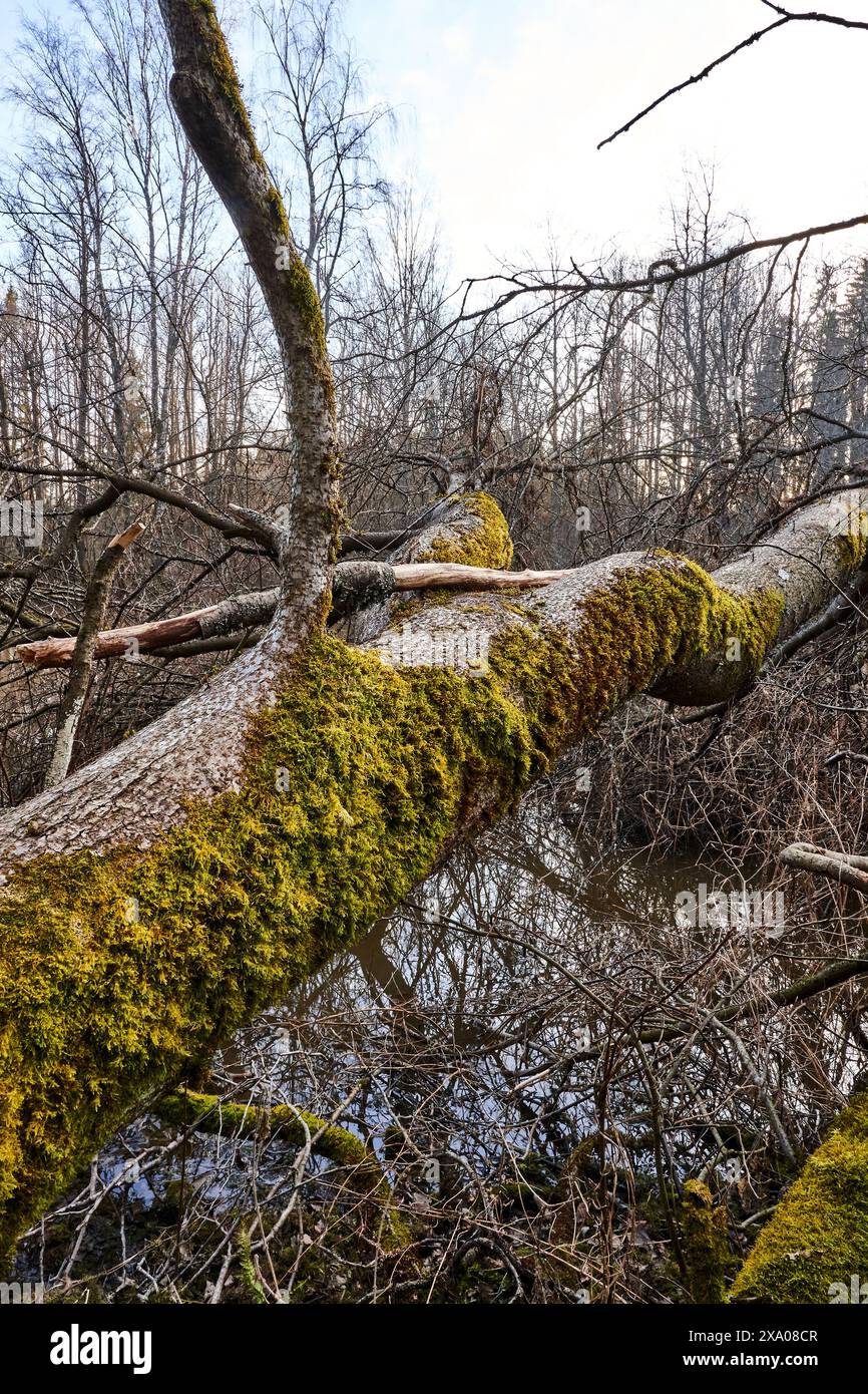 Une photo d'une bûche dans une forêt sur le point de tomber sur la houlette Banque D'Images
