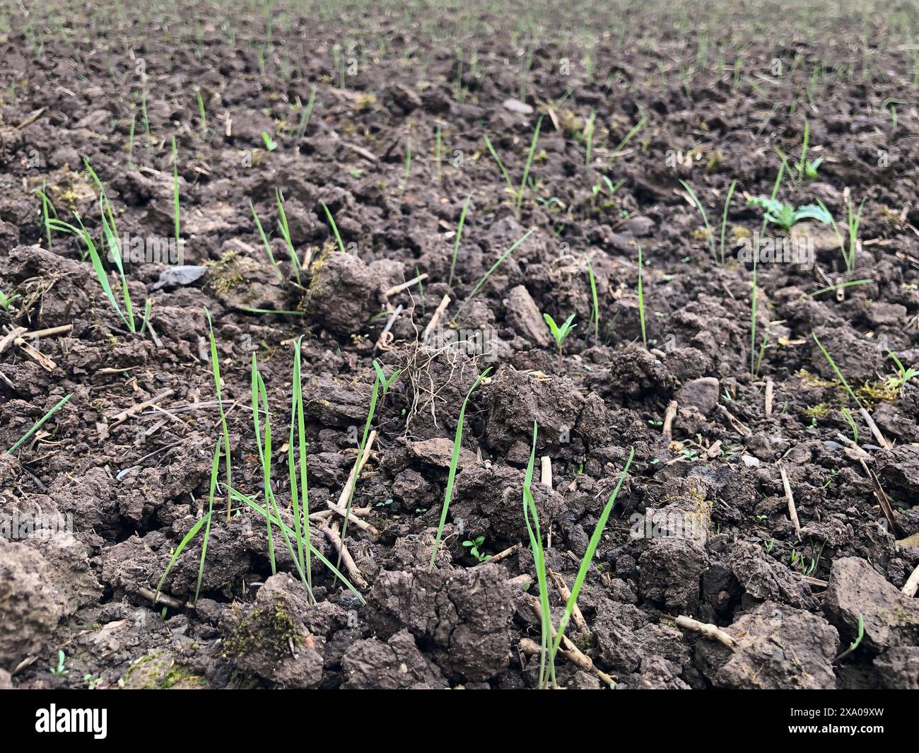 Champ d'orge de printemps nouvellement émergé, North Yorkshire, Angleterre, Royaume-Uni Banque D'Images