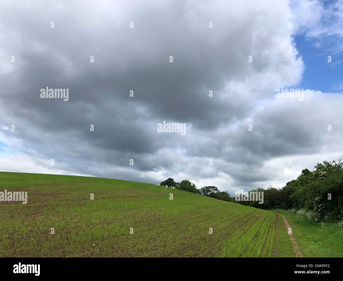 Champ d'orge de printemps nouvellement émergé près d'un sentier public, North Yorkshire, Angleterre, Royaume-Uni Banque D'Images