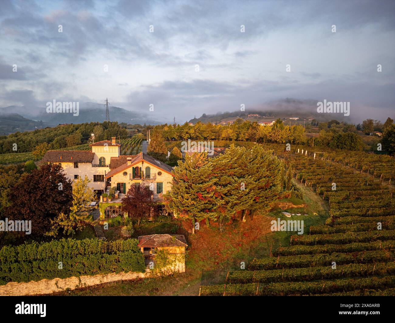 Un vignoble Pedimont à l'automne après la récolte. Teh nebiolo champs brillants pendant l'heure dorée. Banque D'Images