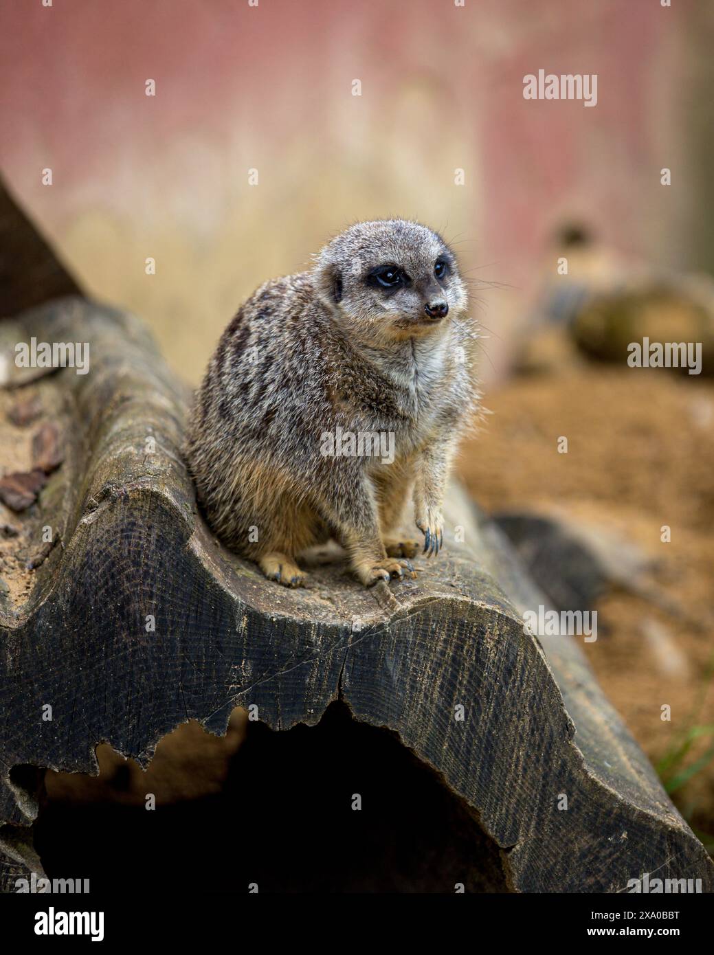 Gros plan d'une suricate perchée sur une bûche Banque D'Images