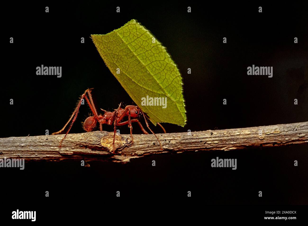 Vue macro d'un coupe-feuilles en action. Banque D'Images