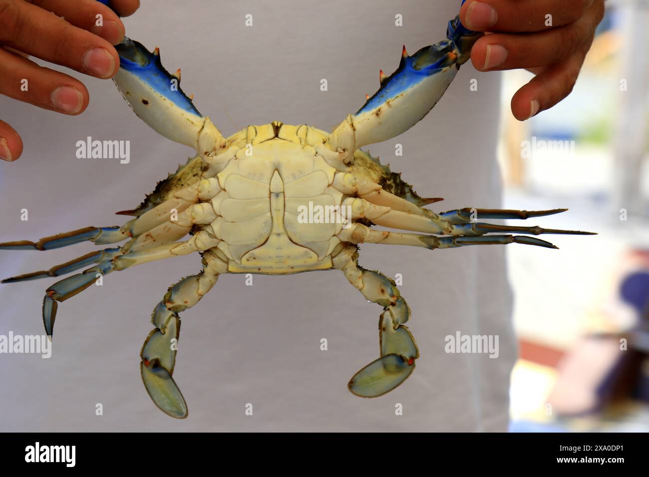 Un grand crabe bleu, Callinectes sapidus, avec de grandes griffes près de la mer. Pêche au crabe, délicatesse gastronomique des fruits de mer, délicieux fruits de mer en Turquie Banque D'Images