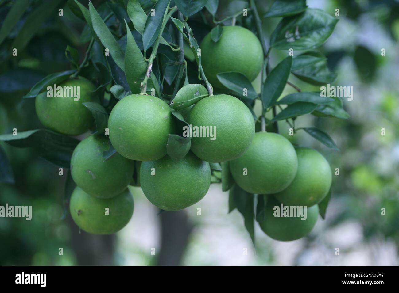 Un arbre rempli d'oranges vertes mûres suspendues à ses branches Banque D'Images