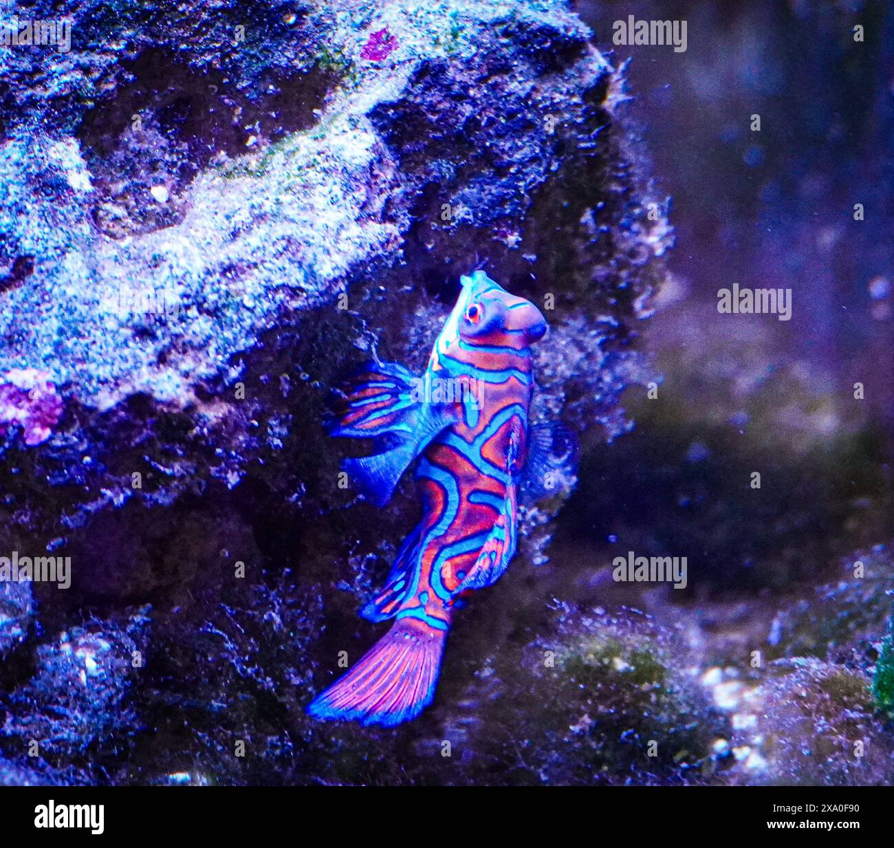 Un poisson Mandarin Dragonet dans un aquarium d'eau salée Banque D'Images
