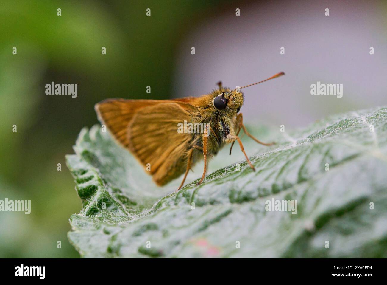 Natur Braun-Dickkopffalter Ein Braunkolbiger Braun-Dickkopffalter Thymelicus indet sitzt auf einem Blatt in einem Apfelbaum. 18.5.2024 *** nature Fritillary brun Un Fritillary brun Thymelicus indet repose sur une feuille dans un pommier 18 5 2024 Banque D'Images