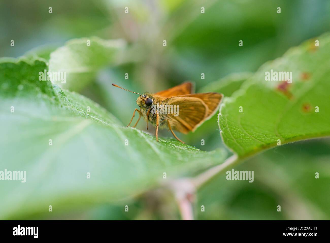 Natur Braun-Dickkopffalter Ein Braunkolbiger Braun-Dickkopffalter Thymelicus indet sitzt auf einem Blatt in einem Apfelbaum. 18.5.2024 *** nature Fritillary brun Un Fritillary brun Thymelicus indet repose sur une feuille dans un pommier 18 5 2024 Banque D'Images