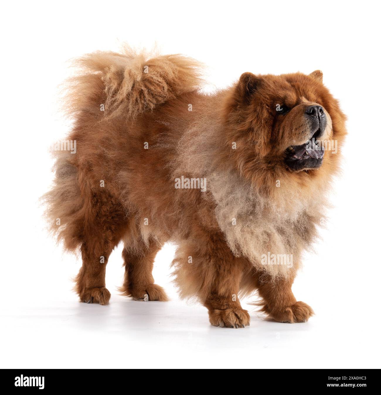 Chow-Chow vu de trois quarts debout sur fond blanc. Banque D'Images