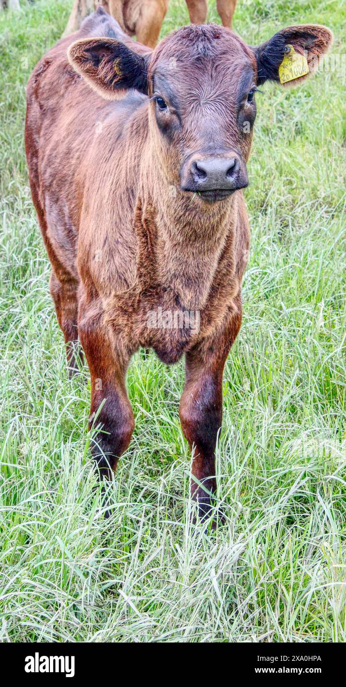 Petite vache brune ou taureau dans un champ à Beal North Yorkshire UK Banque D'Images
