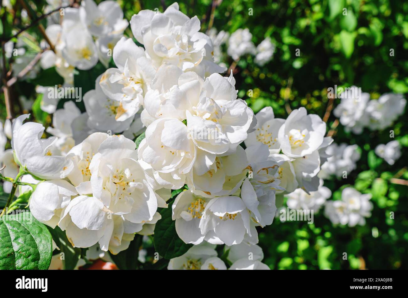 Jasmin, fleurs blanches sur les branches dans le jardin. Floraison printanière de fleurs parfumées. Banque D'Images