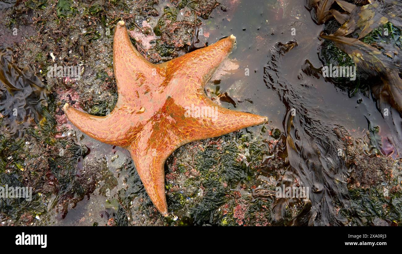 Une belle étoile de chauve-souris orange à côté d'une petite piscine intertidale avec du sable humide recouvert d'algues colorées. Banque D'Images