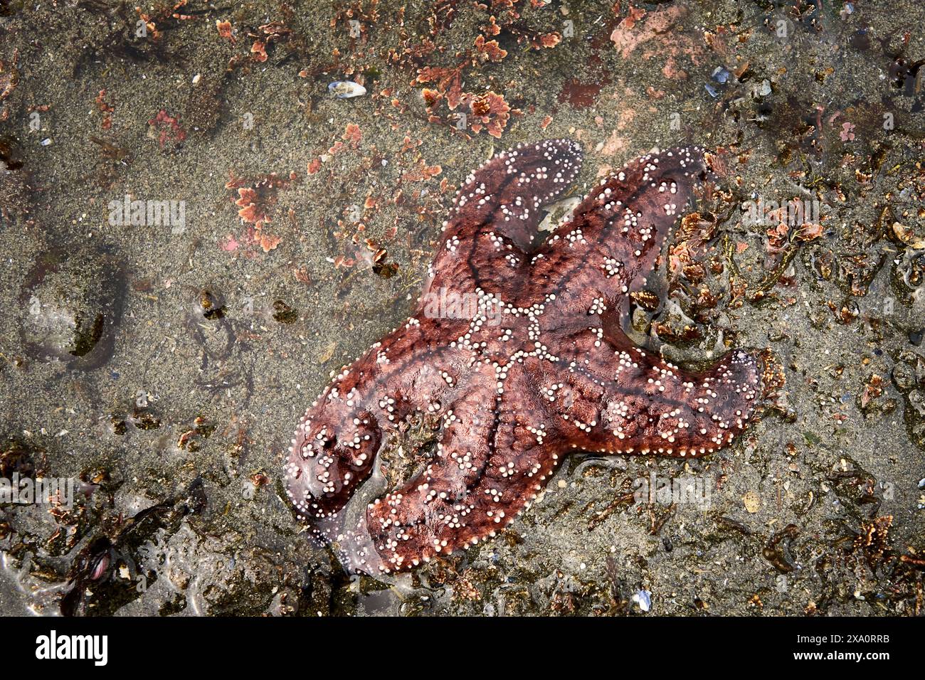 Une orange et une étoile de mer uniques sur une plage de sable humide de l'océan. Banque D'Images